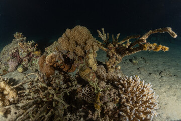 Coral reef and water plants in the Red Sea, Eilat Israel
