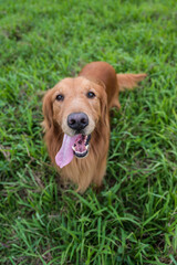 Golden Retriever looking at the camera on the grass