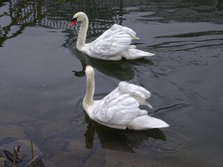 Zwei Schwäne auf dem Fluss