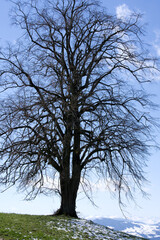 Tree at backlight on meadow with rest of snow. Photo taken April 8th, 2021, Hinwil, Switzerland.