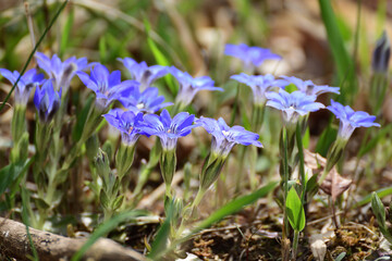 Blue gentian flowers bloom in spring.
