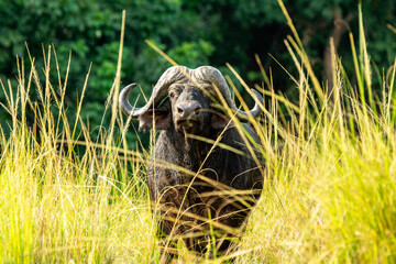 African buffalo peeking out of the grass on the banks of the Zambezi River