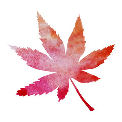 leaf nature color plant