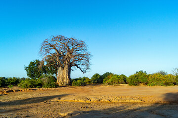 Lonely baobab without leaves on a background of blue sky in Zambia