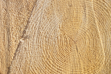 sawn wood texture