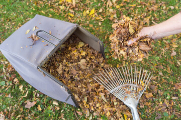 closeup gardener collecting mulched leaves in autumn