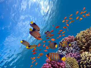 Underwater scene. Coral reef, fish groups in clear ocean water - obrazy, fototapety, plakaty