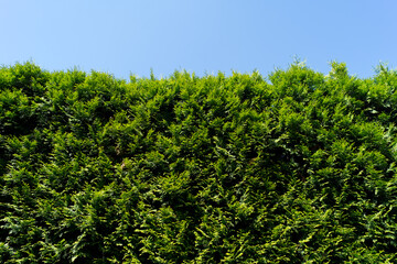 green cypress hedge with blue sky in summer