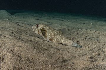 Fish swim in the Red Sea, colorful fish, Eilat Israel
