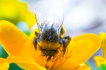 closeup bumblebee sit on yellow flower