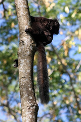 Full-length portrait of a black lemur on the trunk of a Nosy Komba tree. Wild lemur with long extended tail in Madagascar.