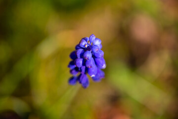 blaues zartes Blümchen im Frühling. Blume