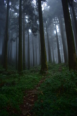 fog in the forest