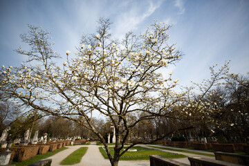Fototapeta premium beautiful blossoms of an ornamental cherry tree, branch of an ornamental cherry