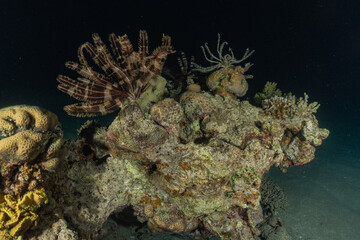 Coral reef and water plants in the Red Sea, Eilat Israel
