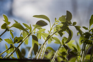 Sprouted tomatoes, tomato seedlings in pots. Young tomato seedlings for planting in a greenhouse.