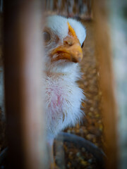 portrait of an chicken