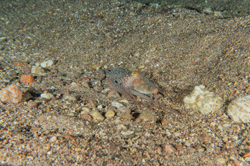 Octopus king of camouflage in the Red Sea, eilat israel 
