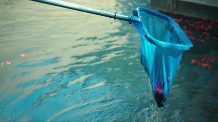 Cleanup swimming pool with blue water from red flower petals, tool with mesh on a long stick