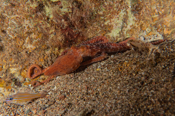 Octopus king of camouflage in the Red Sea, eilat israel 

