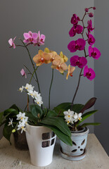 Still life with blooming orchids in ceramic pots. Vintage.