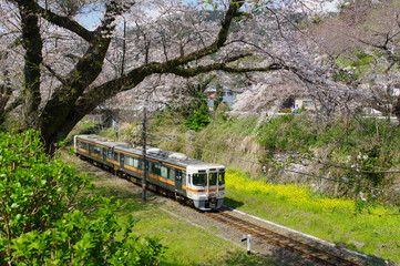 Obraz premium 線路に沿って咲く山北の桜並木