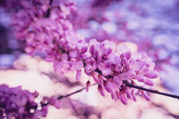 Obraz na płótnie Canvas beautiful violet blooming Jacaranda tree on a warm spring day in Spain