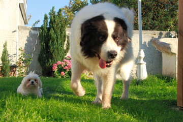 Wonderful Landseer dog in everyday life