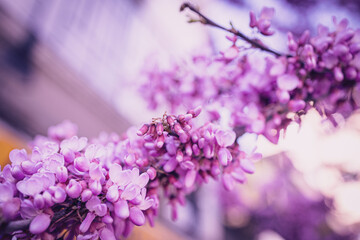 Obraz na płótnie Canvas beautiful violet blooming Jacaranda tree on a warm spring day in Spain