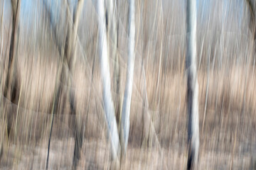 Creative panning long exposure Trees in forest photography