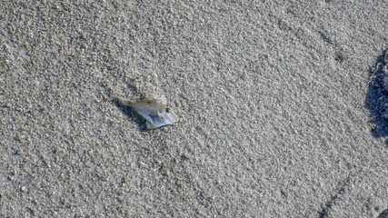 A tiny fish washed up on the beach, Bay of Fires, Tasmania, Australia