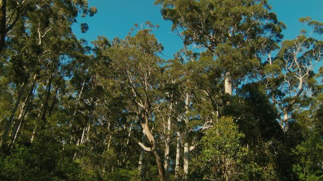 Karri Forest in Western Australia