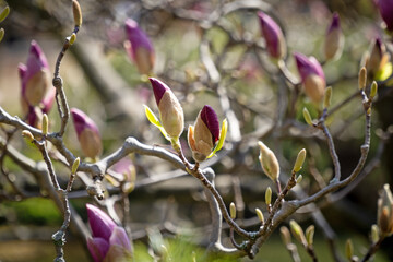 Magnolie im Frühling - 426601649