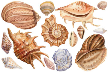 Watercolor sea-shells isolated background. Seashell illustration