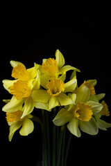 Daffodils on a black background. Yellow flowers on a dark background. First spring flowers