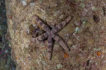 Starfish On the seabed in the Red Sea, Eilat Israel
