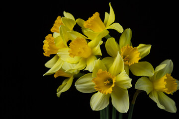 Fototapeta premium Daffodils on a black background. Yellow flowers on a dark background. First spring flowers