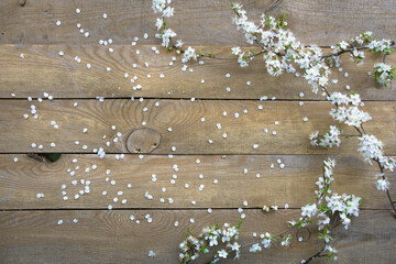 spring cherry flowers on wooden background with place for text