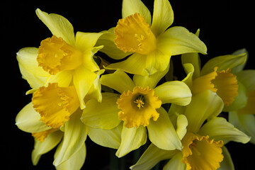 Obraz premium Daffodils on a black background. Yellow flowers on a dark background. First spring flowers