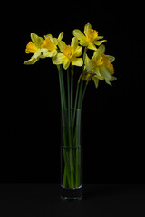 Daffodils on a black background. Yellow flowers in a glass vase on a dark background. First spring flowers