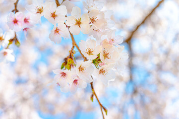 cherry blossom