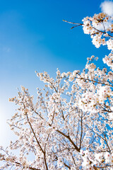 cherry blossom