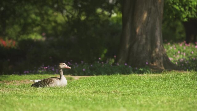 4K Planten un Blomen Hamburg