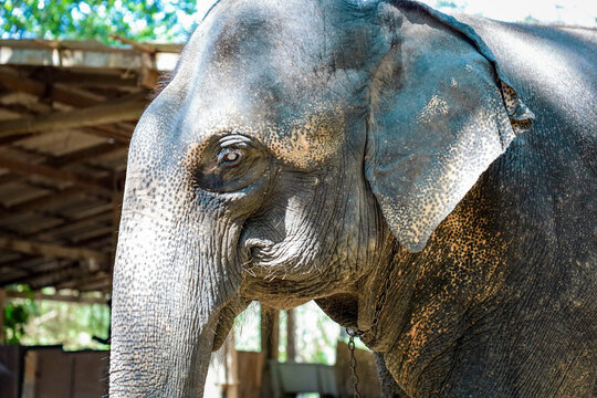 Focus on Elephant eye. Life style of elephant at elephant camp in Pattaya Elephant Jungle Sanctuary, Thailand.