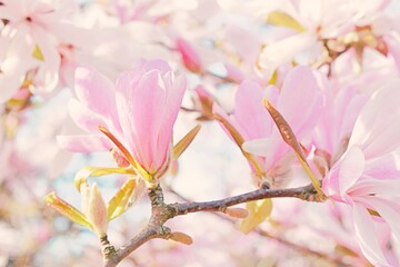 star magnolia