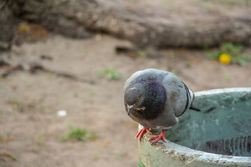 Obraz premium Beautiful gray blue dove looking at the camera