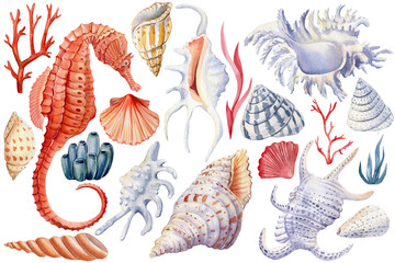Seashells, seahorse, coral on an isolated white background, watercolor illustration Marine life.  - obrazy, fototapety, plakaty