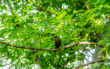 a starling in the park sits on a branch with prey in its beak - with a worm