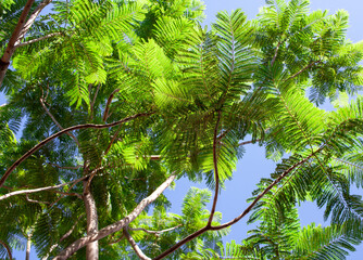 The foliage of the green trees against the blue sky. Leaves on branches bottom view. Acacia.