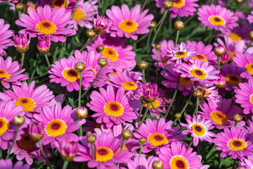 Pink cultivated flowers Marguerite daisy close-up on agricultural field